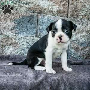 Champ, Boston Terrier Puppy